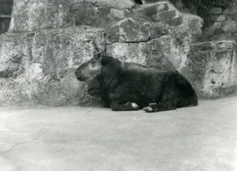 Un jeune Takin, également connu sous le nom de Chamois de Cattle ou de Chèvre Gnou, zoo de Londres, avril 1923